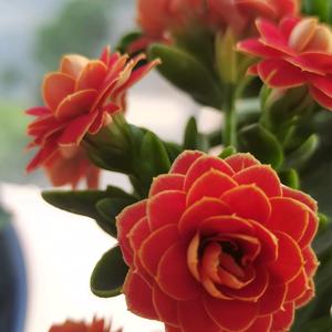 乐燚（yi）头像