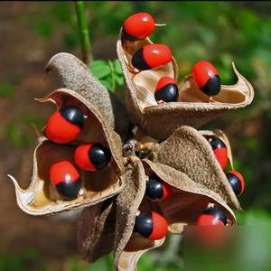 半升紅豆半升黑豆头像