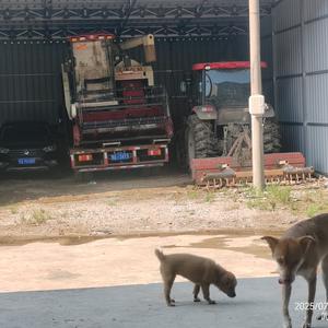 地球维修部，常任部长，红哥头像