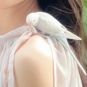 鹦鹦怪会整活头像