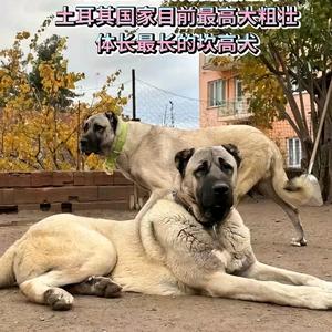 马哥专业粘砖头像