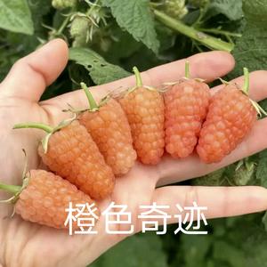 云南 玉溪 盛锋 树莓 蓝莓 组培苗源头头像