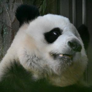 是但（在🌍版）头像