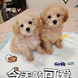 馒头花卷的铲屎麻麻头像