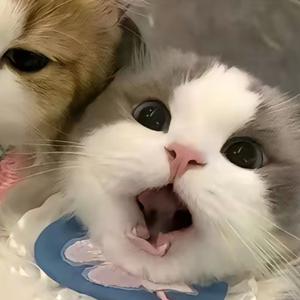 💰💰💰多多多头像