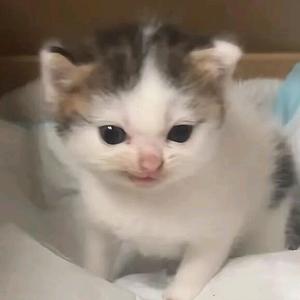 Word妈鸭˃ʍ˂头像