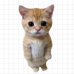 猫猫讲经济头像