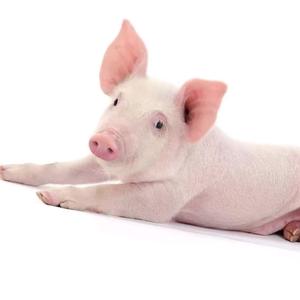 养殖张得快头像