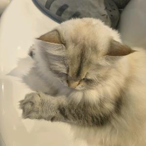 rice balls. 🍙头像