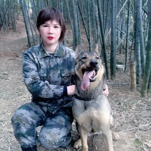 中国昆明犬头像