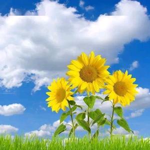 向日葵的花语头像