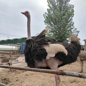 鸵鸟珍禽养殖头像