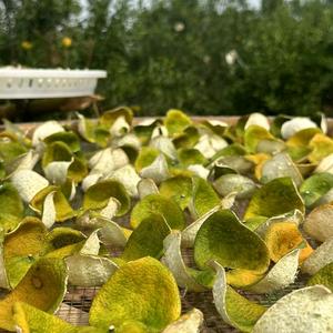 彭家新会圈枝柑种植－农户头像