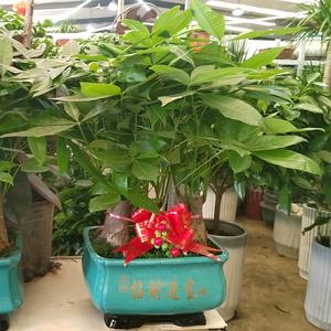 豪德罗兰紫轩花卉头像