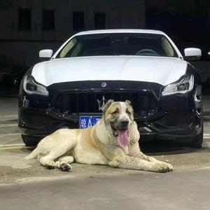 郑在卖车🚗头像