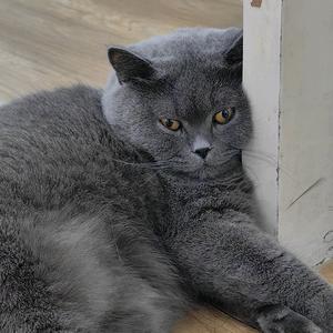 杂食主义🌿头像