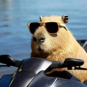 卡皮巴拉🌸头像