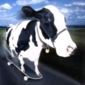 麻雀是保护动物头像