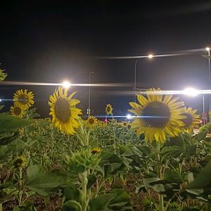 努力成为更好的自己头像