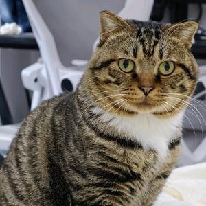 猫猫头有宇酱头像