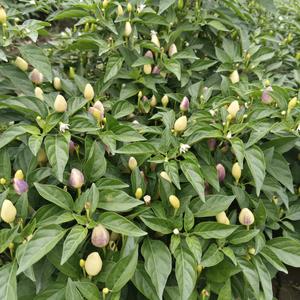 励志蜗牛也能行头像