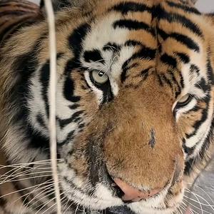 特朗普姐姐头像