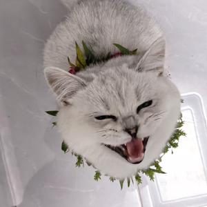 R@H   😘🤪头像