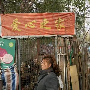 阿香流浪狗救助（蓝玫）头像