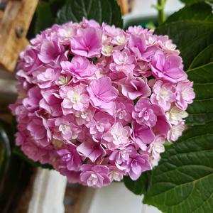 六七年的🐐头像