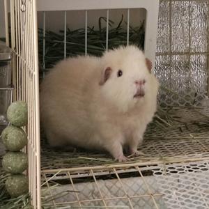 荷兰猪铲屎官头像