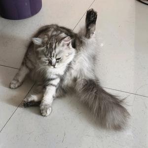 二旬老奶们养猪日常（3头）头像