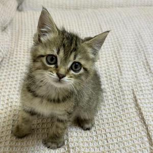 六月是只猫头像