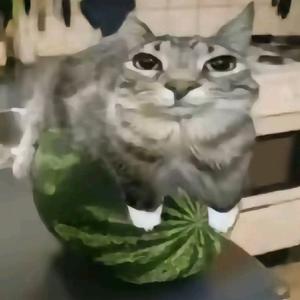 祭拜猫头像