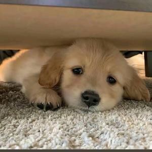 深情小土狗头像