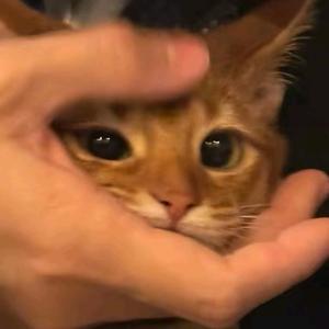 不一般的男人🤫头像