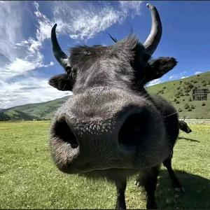 小镇示范生头像