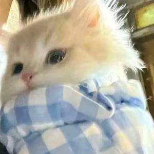 𝙇𝙊𝙏𝙐𝙎头像