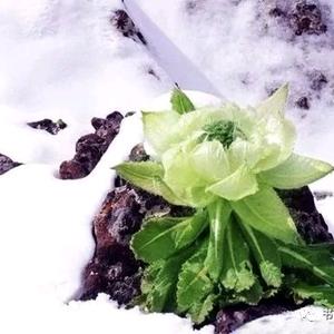 阳春白雪rr头像