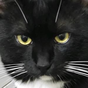 葡萄和青梅头像