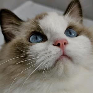 智慧小脑瓜🐤头像