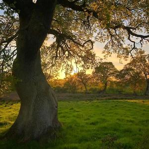 自由社团（小木和叶）头像