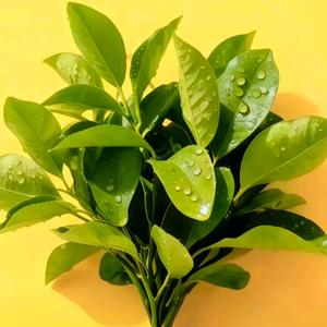 如履薄冰👑头像