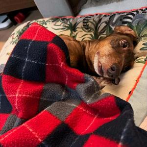 长矛沾屎戳谁谁死头像
