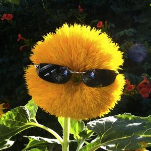 头头（初始版）头像