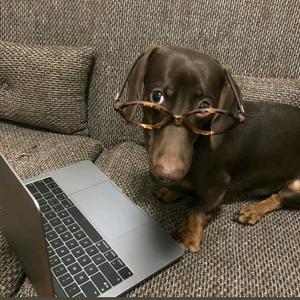 超级睡美猪头像