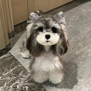 雪纳瑞宠学园🐶头像