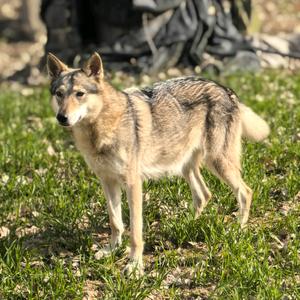 中原狼捷克狼犬舍(直播号)头像