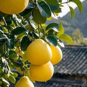 快乐的小福星头像