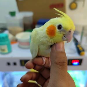 阿杜与鹦鹉头像