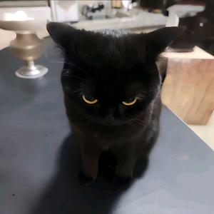 鸭血粉丝汤头像